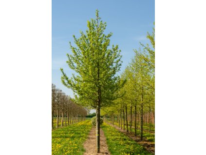 liquidambar styraciflua worplesdon