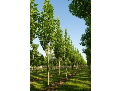 liriodendron tulipifera fastigiatum