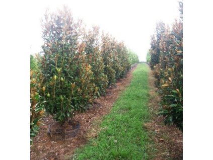 Magnolia grandiflora1