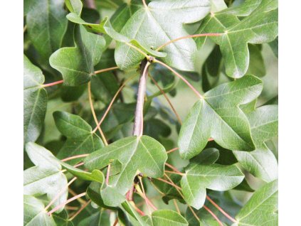 acer monspessulanum2