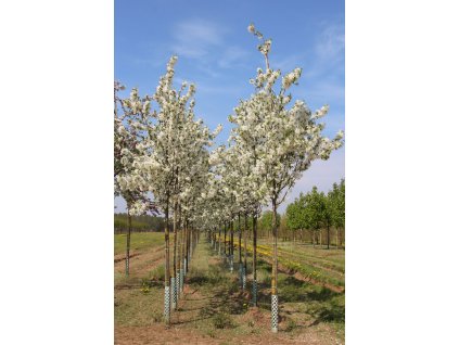 malus baccata street parade