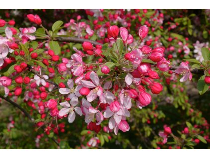 malus floribunda1
