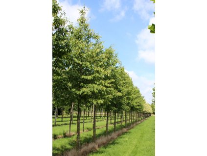 Habrovec habrolistý (Ostrya carpinifolia) 10-12