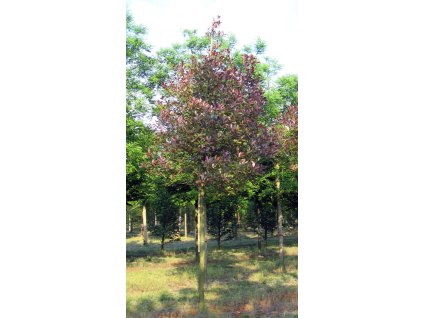 photinia x fraseri red robin