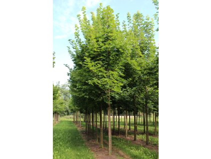 acer platanoides cleveland