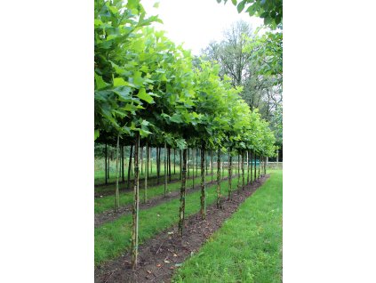 platanus x hispanica alphens globe