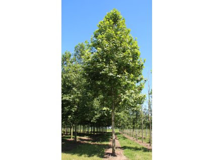 platanus x hispanica huissen