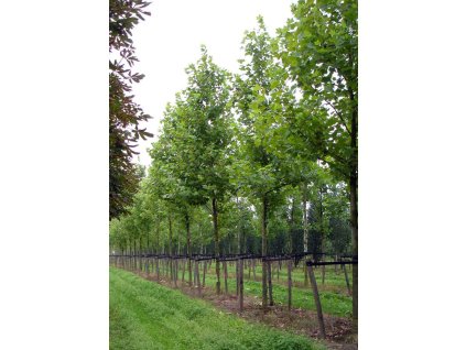 platanus x hispanica pyramidalis