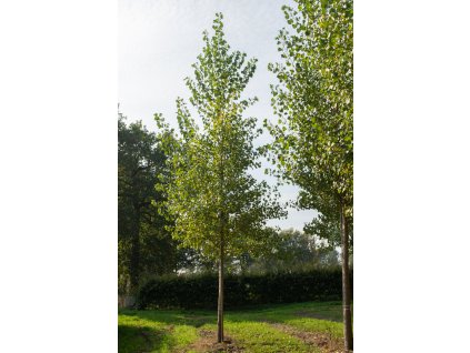 populus x canadensis koster