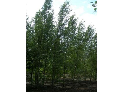 Populus simonii 'Fastigiata'