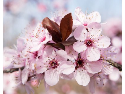 prunus cerasifera nigra2