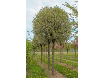 prunus x eminens umbraculifera