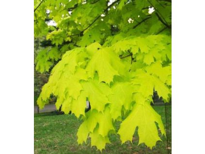 Acer platanoides 'Princton Gold'2