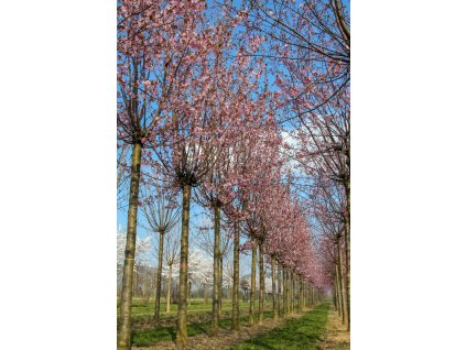 prunus sargentii rancho1