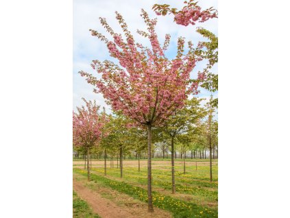 prunus serrulata kanzan