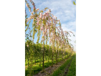 prunus serrulata kiku shidare zakura