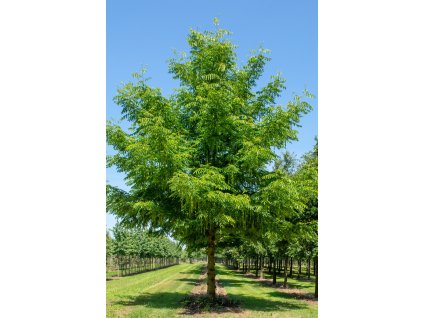 pterocarya fraxinifolia