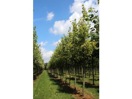 acer pseudoplatanus leopoldii