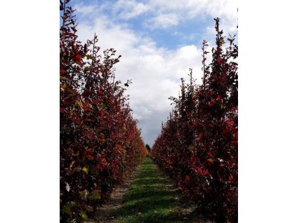 Quercus ×bimundorum CRIMSON SPIRE ('Crimschmidt')