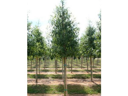 Quercus phellos 'Hightower'