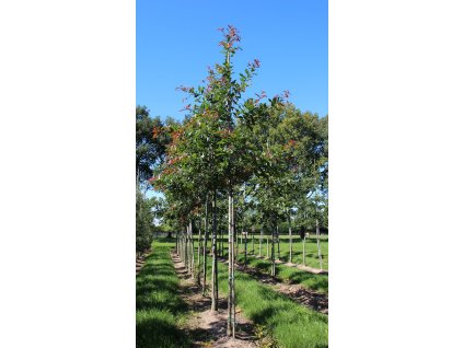 quercus rhysophylla maya