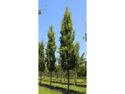 quercus robur fastigiate koster