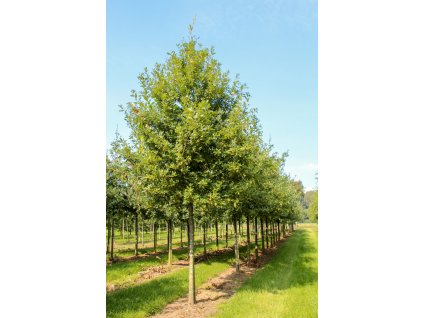 quercus robur