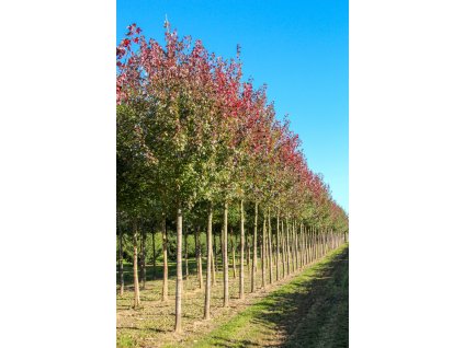 acer rubrum autumn flame