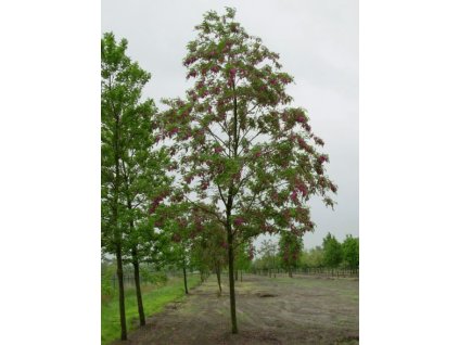 Robinia margaretta 'Casque Rouge'