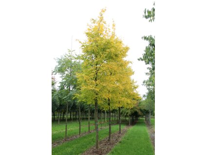 robinia pseudoacacia frisia