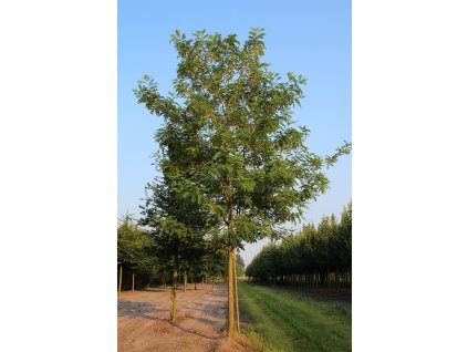 robinia pseudoacacia nyirsg