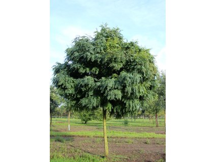 robinia pseudoacacia umbraculifera