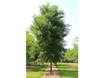 robinia pseudoacacia unifoliola