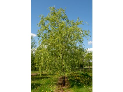 salix x sepulcralis chrysocoma