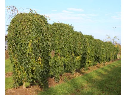 sophora japonica pendula