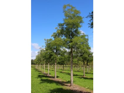 sophora japonica regent