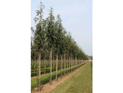 sorbus aucuparia var edulis