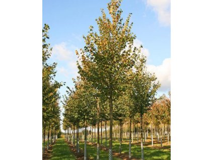 Tilia cordata 'Erecta'