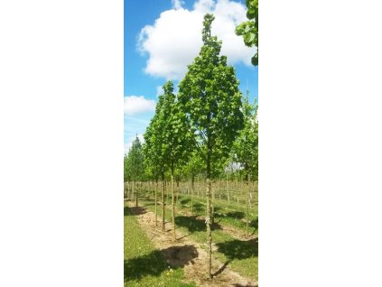 Tilia platyphyllos 'Zelzate'2