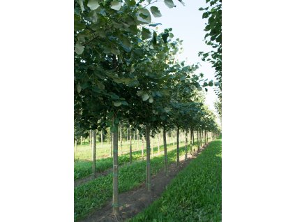 tilia tomentosa pendula