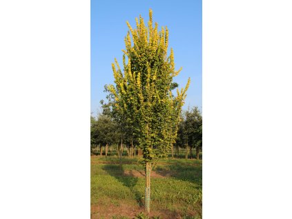 ulmus x hollandica wredei
