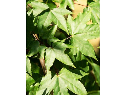 acer x zoeschense annae2