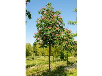 aesculus x carnea briotii