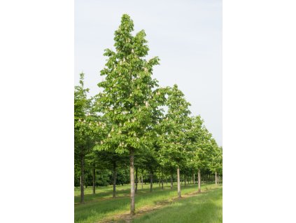 aesculus hippocastanum baumannii