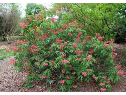 Aesculus pavia 'Humilis'