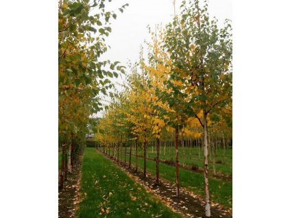 Betula albosinensis 'Fascination'