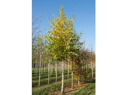 betula nigra