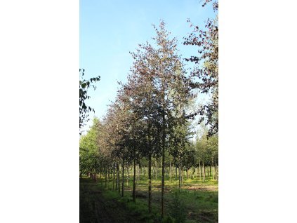 betula pendula purpurea