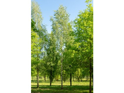 betula pendula