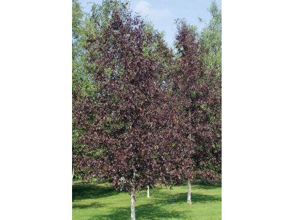 Betula 'Royal Frost'